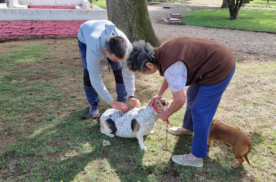 Castrar y vacunar es amar a tu mascota.