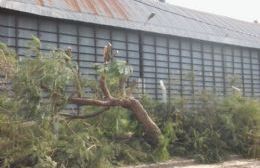 Barrio Unión hace oír su queja a Clyfer por la destrucción de un ejemplar de jacarandá