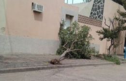 Un vehículo embistió y derribó un árbol en Mitre y 3 de Febrero