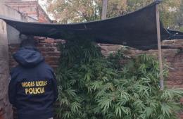 Secuestran plantas de marihuana en barrio Libertador