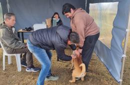 Continúa la campaña de vacunación antirrábica gratuita de mascotas