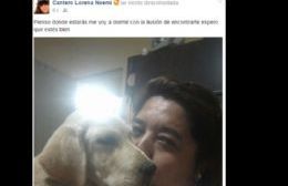 Buscan perro labrador que se extravió por Paso y Bv. Moreno