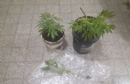 Secuestran plantas de marihuana en el predio del exmotel Kamao