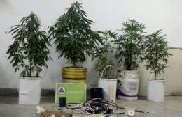 Una mujer, que se dedicaba al cultivo y producción de marihuana, fue arrestada