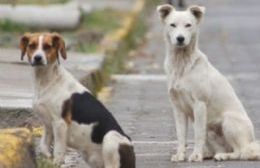 Vecinos molestos con los perros callejeros