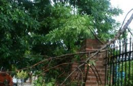 Fuertes vientos azotaron a Rojas con mucha lluvia y dejando ramas caídas