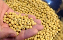 Estudie perito clasificador de cereales y oleaginosas