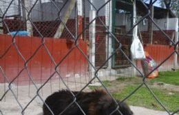 Proteccionistas de animales realizarán actividades este domingo