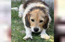 Buscan a un perro que viajó de Rojas a Junín