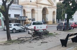 Camioneta tumba árbol seco en plaza San Martín