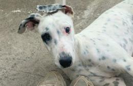 Buscan al cachorro “Pirata”