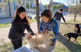 Continúa la campaña de vacunación antirrábica en las plazas de la ciudad